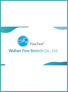 FineTest Company Overview